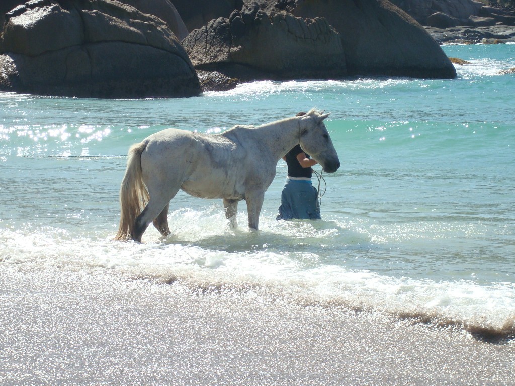 Baden mit Pferd an der Praia Gravata na Ilha de Santa Catarina Florianópolis in Brasilien ?! Na warum denn auch nicht!
