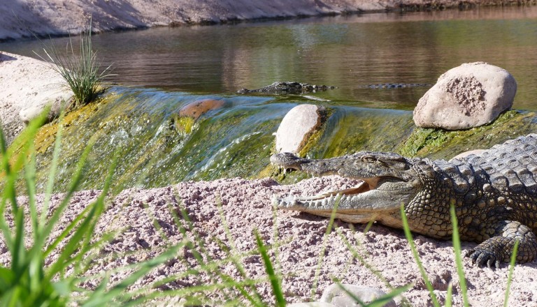  Agadir-Crocoparc