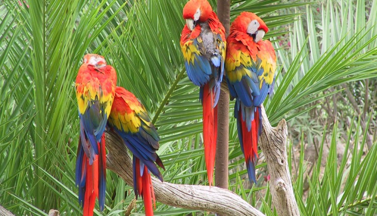  Agadir-Vogelpark-La-Vallee-des-Oiseaux.