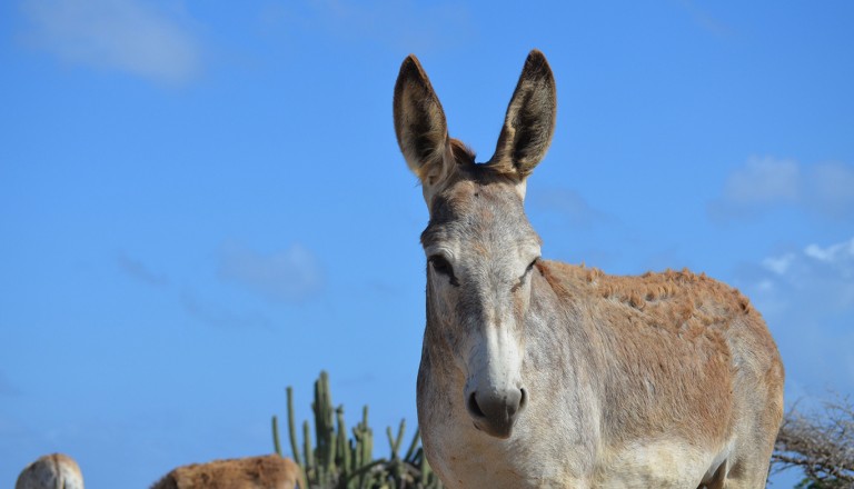 Aruba-Donkey-Sanctuary