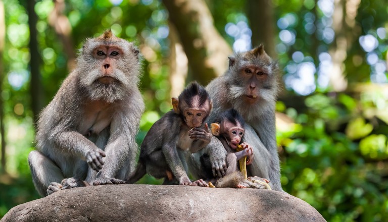 Barbados-Wildlife-Reserve