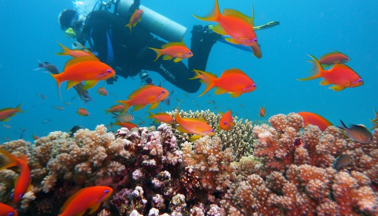 Unterwasserwelt Tauchen Belek