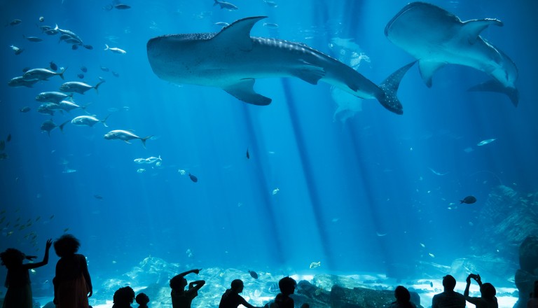  Brasilien-Aquario-de-Ubatuba