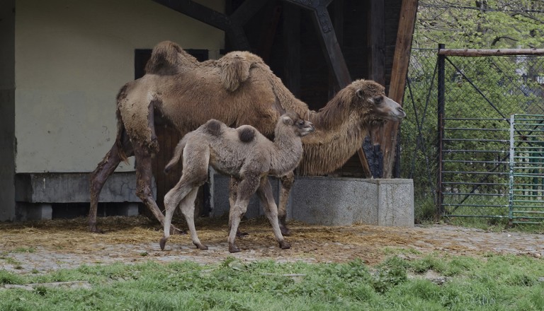 Bulgarien-Sofia-Zoo