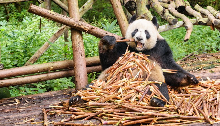 China-Chengdu-Panda