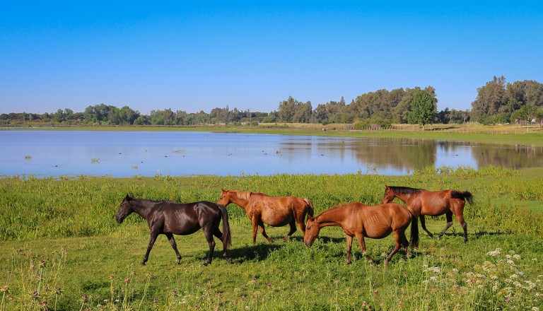  Costa-de-la-luz-Nationalpark-Coto-de-Donana