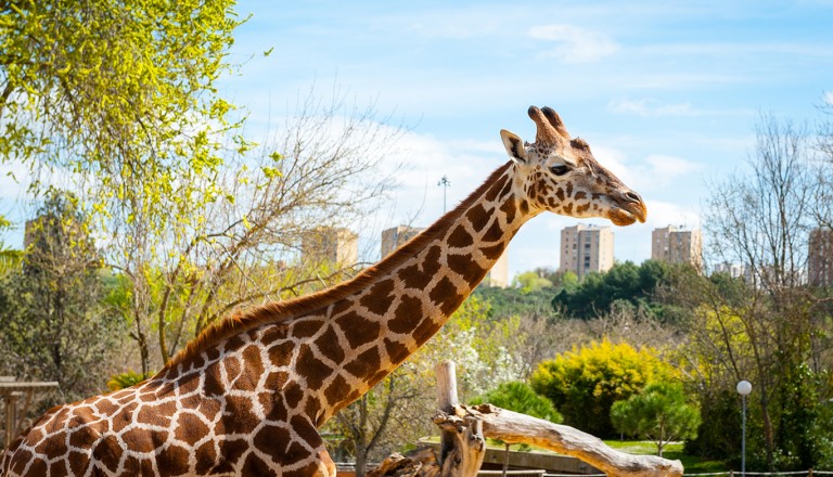  Costa-de-la-luz-Zoobotanico-Jerez