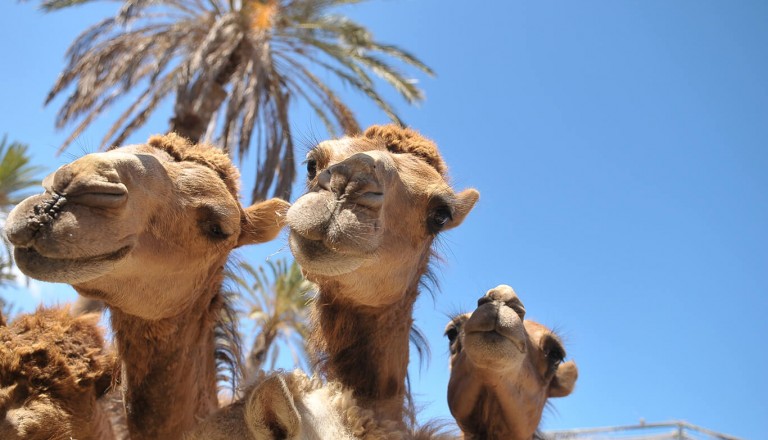 Fuerteventura - Oasis Park