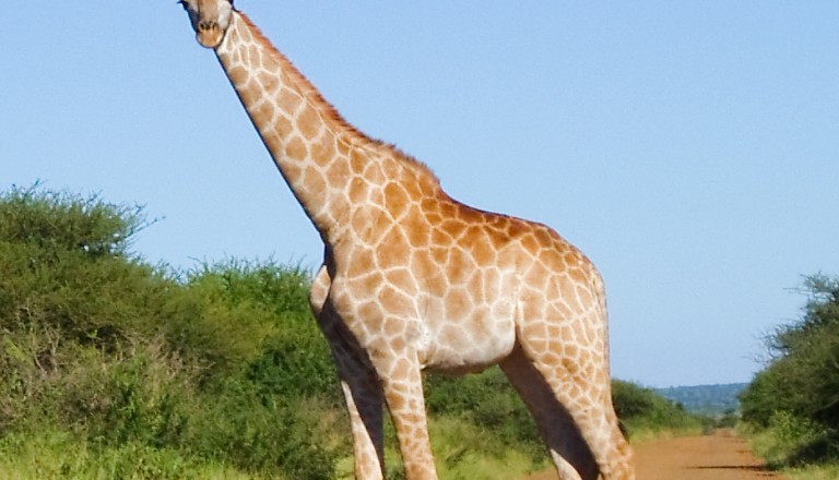 Giraffe