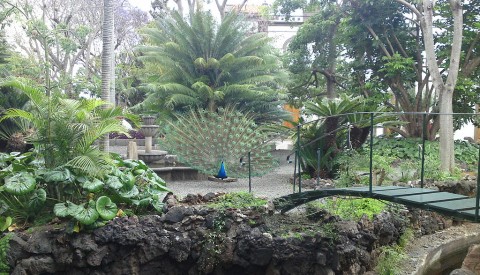 Gran Canaria - Botanic Gardens in Arucas