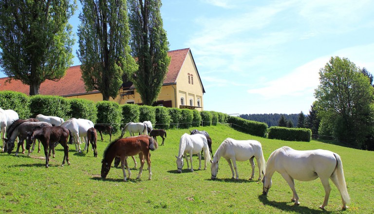 Graz-Bundesgestüt-Piber