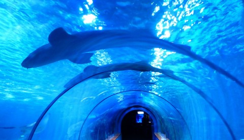 Hurghada - Grand Aquarium