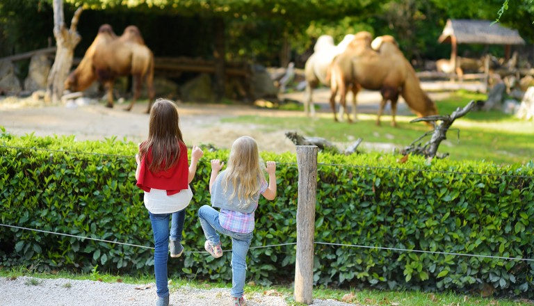  Italien-Zoosafari-Fasanolandia