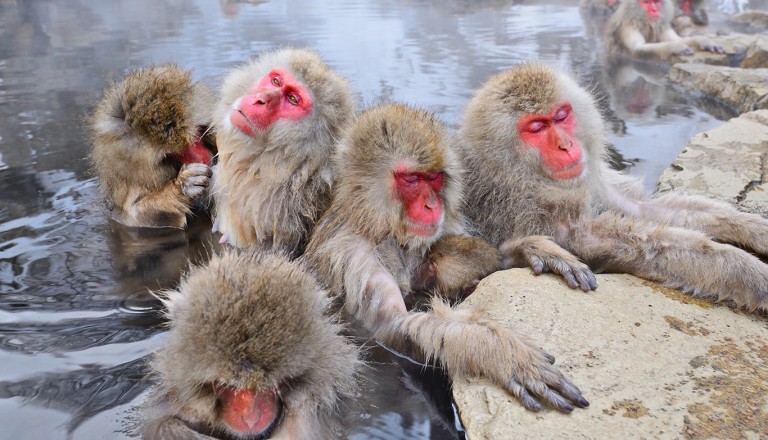  Japan-jigokudani-Monkey-Park