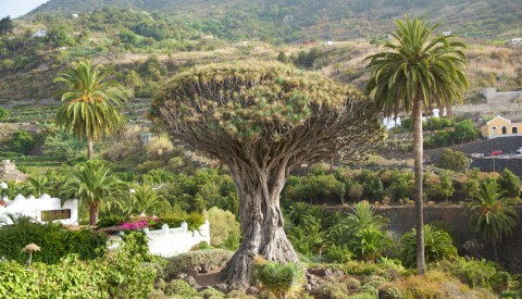 Drachenbaum von Icod de los Vinos - the famous tree in canary islands spain 800 years old