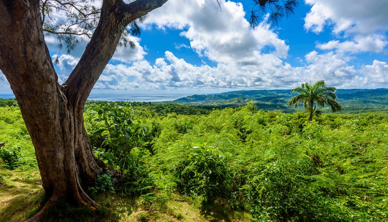 Karibik-Barbados-Wildlife-Reserve