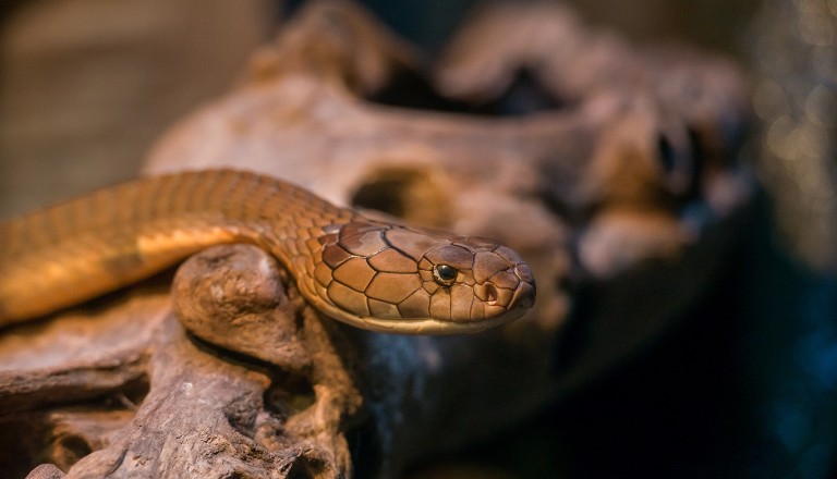  Kenia-Ukunda-Snake-Park