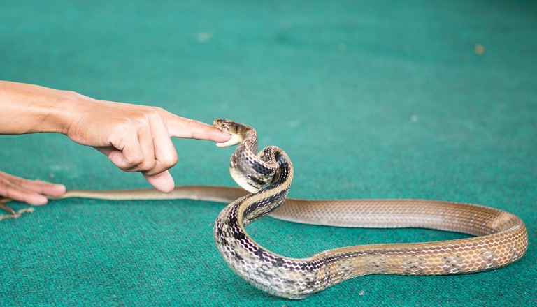  Ko-Samui-Samui-Snake-Farm