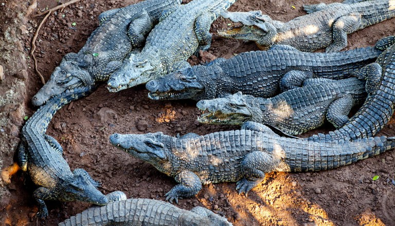 Kuba - Krokodilfarm - Zapata