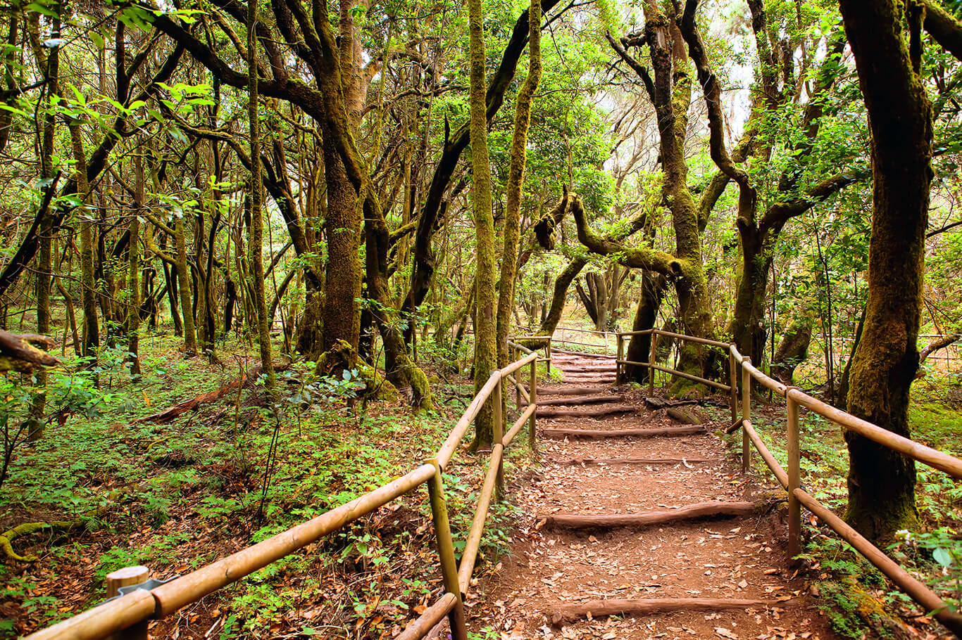 La Gomera - Nationalpark Garajonay