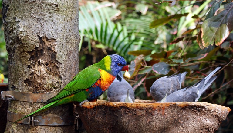 La Palma - Vogelpark Parque Paraiso de las Aves