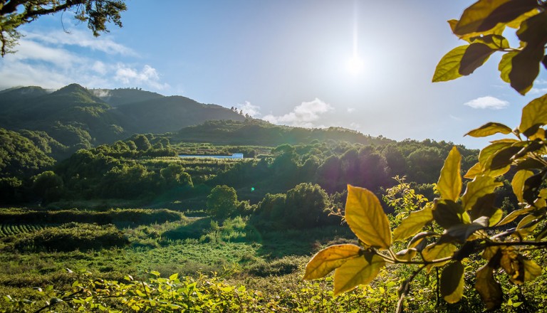 La Palma - Barlovento-Laguna