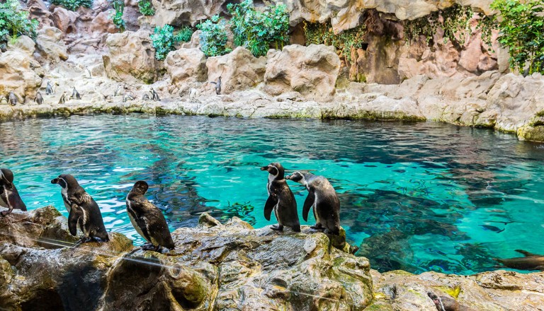 Lanzarote - Guinate Tropical Park