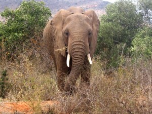 Loxodonta_africana_in_Tsavo_East_National_Park Afrikanischer Elefant im Tsavo Nationalpark
