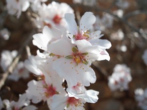 Mandelblüten auf Mallorca