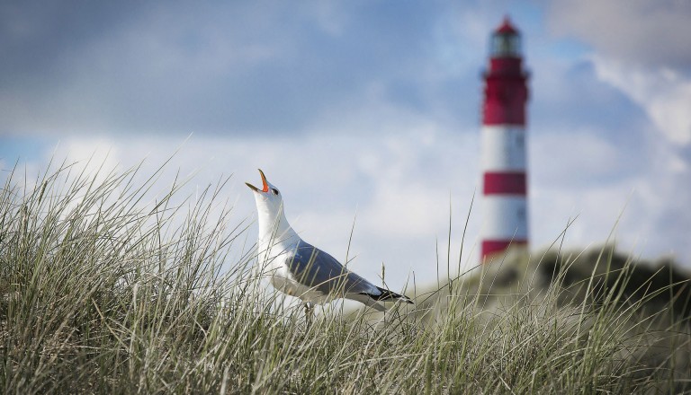 Möwe Leuchtturm