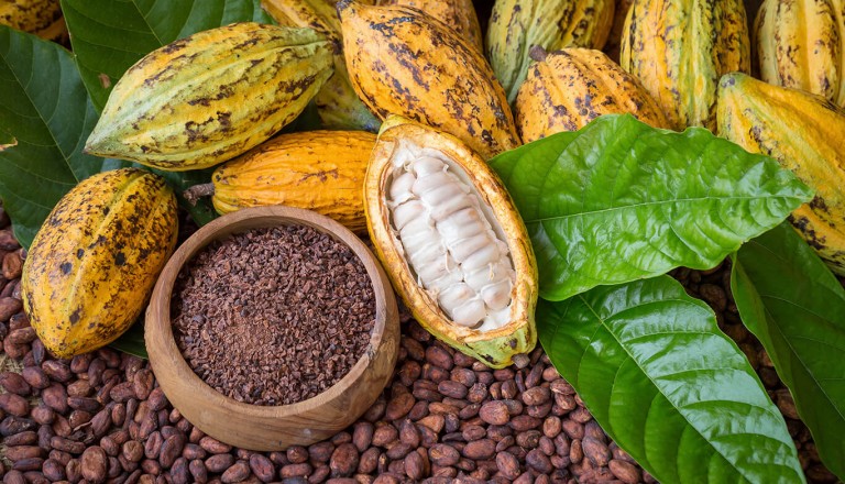 Panama - Green Acres Chocolate Farm