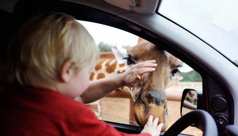 Portugal - Badoca Safari Park