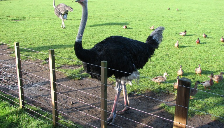 Rhodos - Rhodos Ostrich Farm