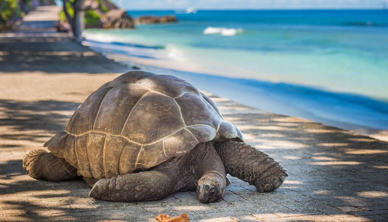 Seychellen - Aldabra
