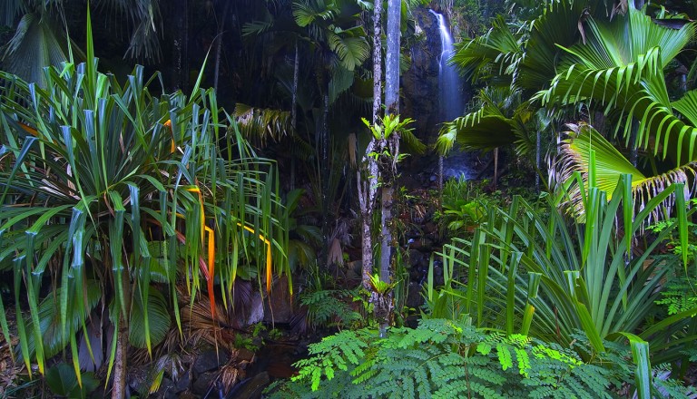 Seychellen - Vallee de Mai