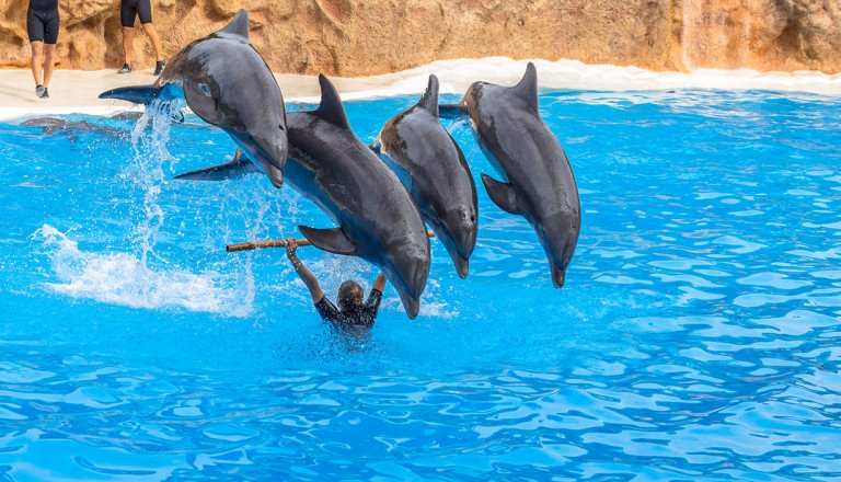 Sharm-el-sheikh-Dolphinella