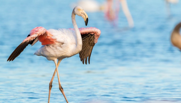 Spanien - Roquetas de Mar - flamingo