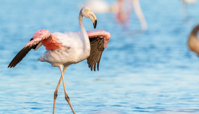 Spanien - Roquetas de Mar - flamingo