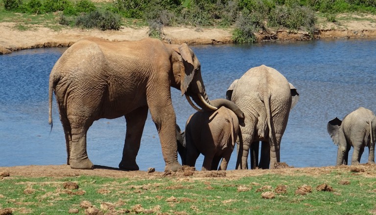 Suedafrika - Addo-Elefanten-Nationalpark