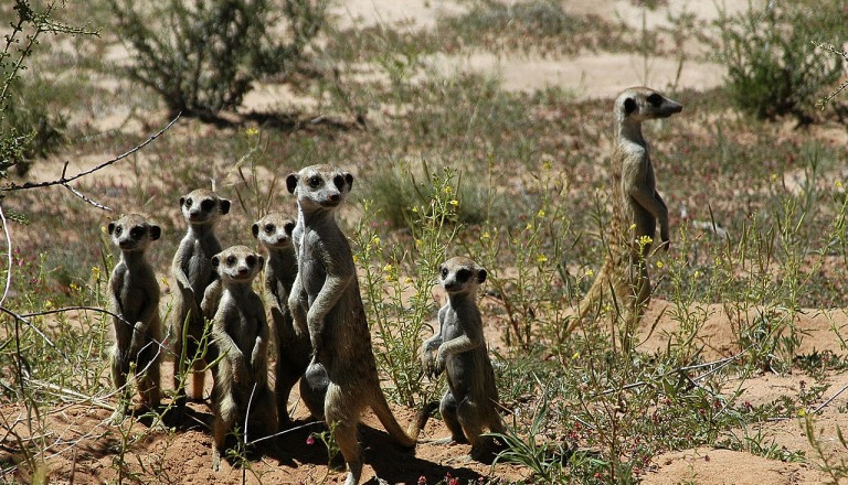 Suedafrika - kalahari