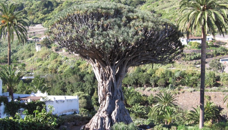 Tenerife- Icod de los Vinos