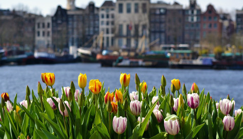 Amsterdam Tulpen