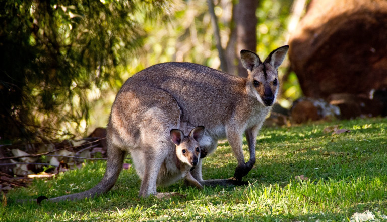 Die einzigartige Tierwelt Austrlaiens erleben