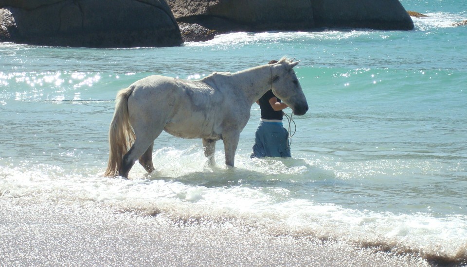 Baden mit Pferd an der Praia Gravata na Ilha de Santa Catarina Florianópolis in Brasilien ?! Na warum denn auch nicht!