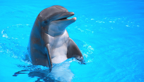 Delfin