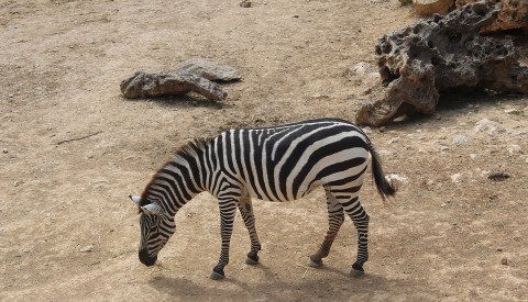 Der biblische Zoo