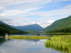 Elch auf der Kenai Insel, Alaska, im Sommer © cfbowman elch-kenai-insel-alaska