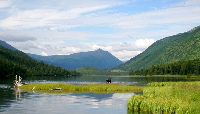 elch-kenai-insel-alaska