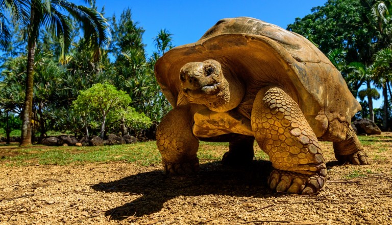 Galapagos Schildkröte