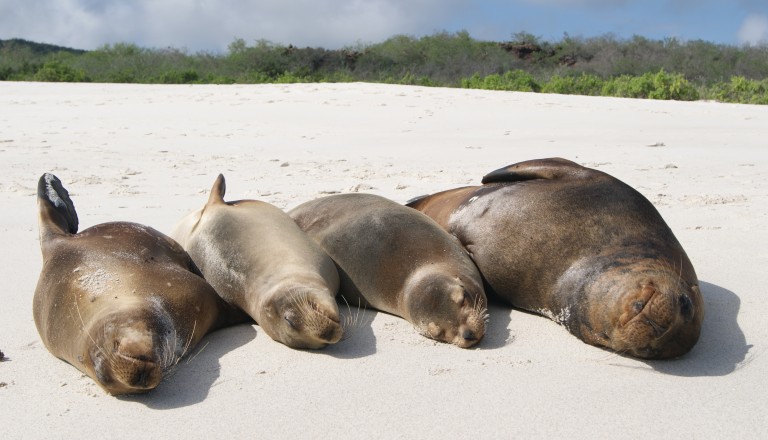 Seehunde relaxen auf der Insel Española, Galapagos